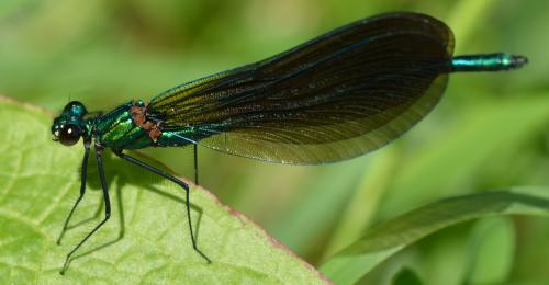 Calopteryx virgo